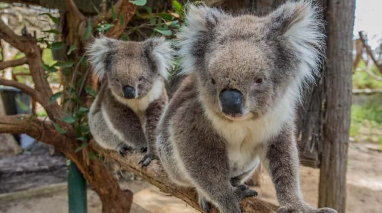 Cleland Wildlife Park Experience with Mount Lofty Summit - What Makes Cleland Wildlife Park Special?