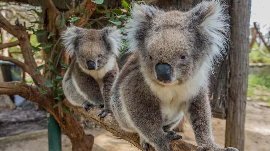 Cleland Wildlife Park Experience with Mount Lofty Summit - What Makes Cleland Wildlife Park Special?