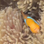 Combo Diving and Snorkeling Full Day Tour - The Itinerary: Detailed Breakdown