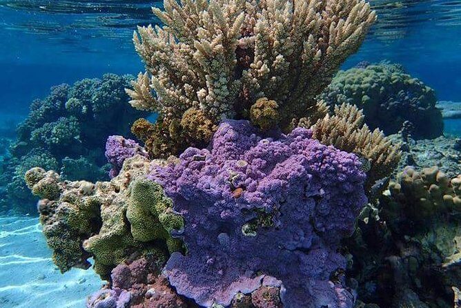 Combo Diving and Snorkeling Half-Day Tour - Final Thoughts: Is This the Right Tour for You?