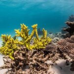 Coral Bay 1-Hour Coral Viewing - The Sum Up: The Best Use of Your Time and Money