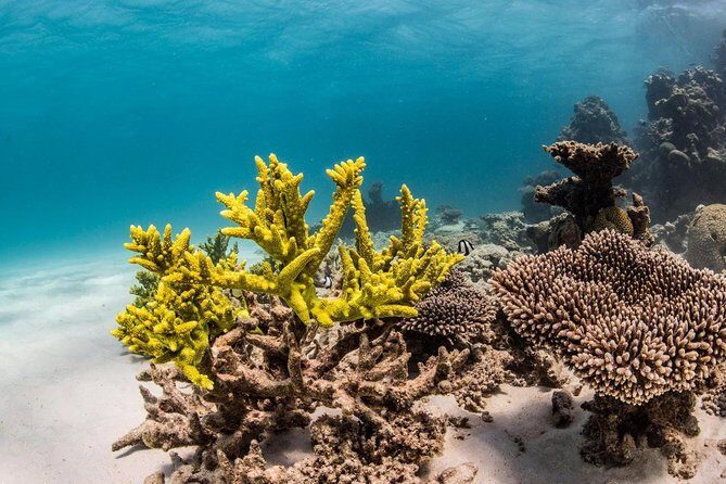 Coral Bay 1-Hour Coral Viewing - The Sum Up: The Best Use of Your Time and Money