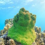 Coral Bay 2-Hour Coral Viewing and Snorkeling - Why This Tour Works Well for Different Travelers