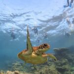 Coral Bay 3-Hour Turtle Ecotour - Why This Tour Stands Out