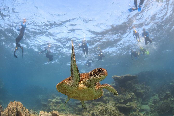 Coral Bay 3-Hour Turtle Ecotour - Why This Tour Stands Out