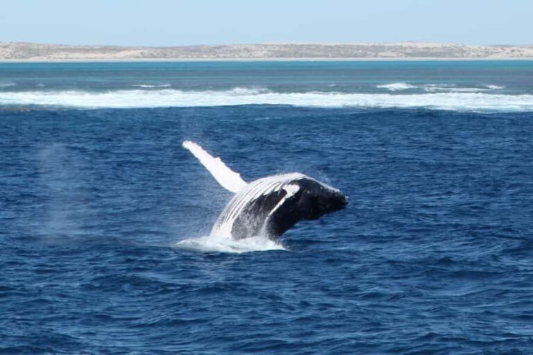 Coral Bay: 3-Hour Whale Watching Experience - Why We Think This Tour Offers Good Value