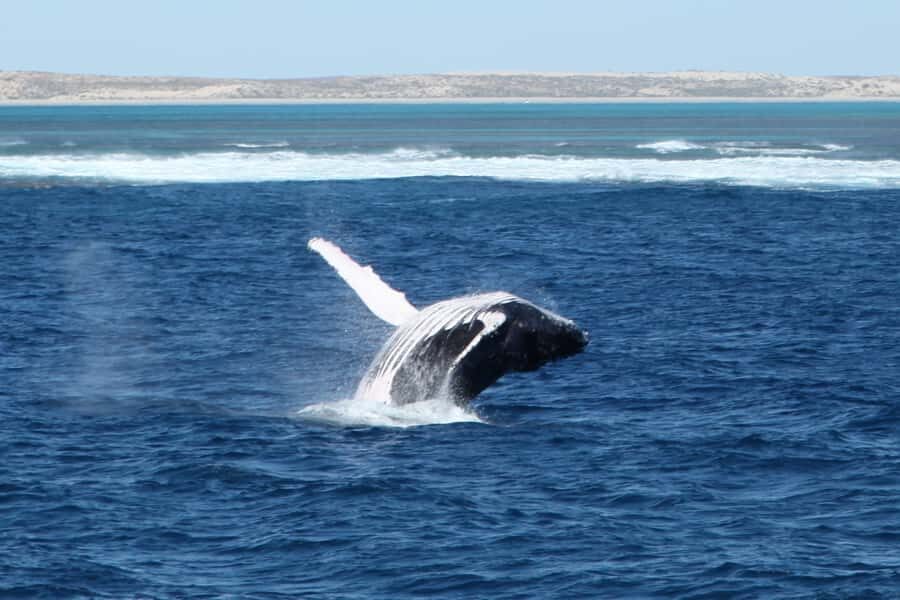 Coral Bay: 3-Hour Whale Watching Experience - Why We Think This Tour Offers Good Value