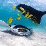 Coral Bay: Full Day Ningaloo Reef with Manta Rays Tour - What We Love About the Tour