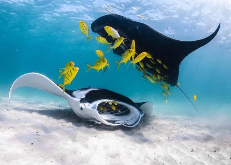 Coral Bay: Full Day Ningaloo Reef with Manta Rays Tour - What We Love About the Tour
