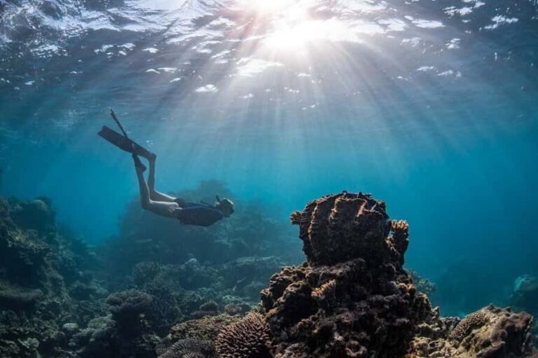 Coral Bay: Half Day Ningaloo Reef Adventure with Manta Rays - Why This Tour Offers Great Value