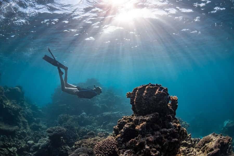 Coral Bay: Half Day Ningaloo Reef Adventure with Manta Rays - Why This Tour Offers Great Value