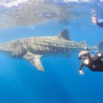 Coral Bay: Ningaloo Reef Swim and Snorkel with Whale Sharks - What’s Included and Whats Not