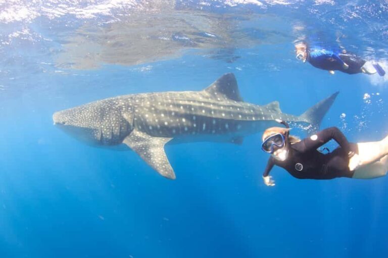 Coral Bay: Ningaloo Reef Swim and Snorkel with Whale Sharks - What’s Included and Whats Not