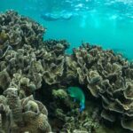 Coral By Kayak - Ningaloo Reef Half Day Kayak & Snorkel Tour - The Itinerary: What Makes Each Part Special