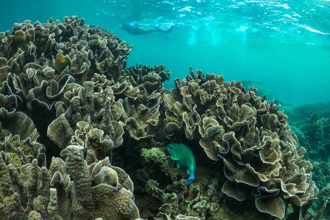 Coral By Kayak - Ningaloo Reef Half Day Kayak & Snorkel Tour - The Itinerary: What Makes Each Part Special