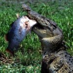 Corroboree Billabong 2.5 hour Lunch Cruise - Who Will Love This Tour?