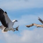 Corroboree Billabong Wetland Cruises - 1.5 hour Morning cruise - The Sum Up: Who Should Book This Tour?