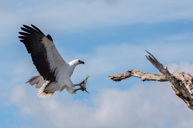 Corroboree Billabong Wetland Cruises - 1.5 hour Morning cruise - The Sum Up: Who Should Book This Tour?