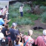 Cradle Mountain: After Dark Tasmanian Devil Feeding Tour - An In-Depth Look at the Experience