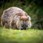 Cradle Mountain Wildlife Spotting after Dark - Who Should Consider This Tour?