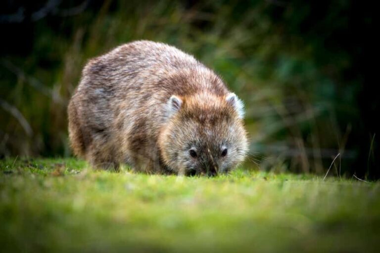Cradle Mountain Wildlife Spotting after Dark - Who Should Consider This Tour?