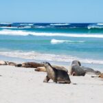 Cruise Ship Flinders Chase Tour - The Experience: What You Can Expect