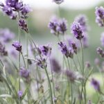 Cruise Ship - Port Arthur Shore Excursion - Hobart - What’s Included and What’s Not