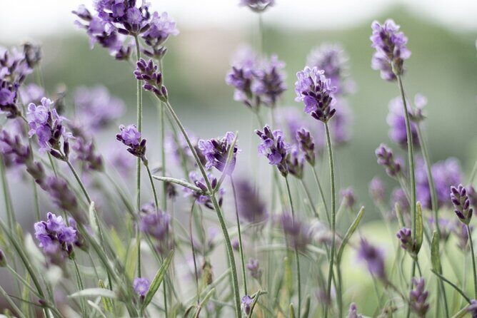 Cruise Ship - Port Arthur Shore Excursion - Hobart - What’s Included and What’s Not