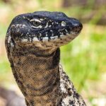 CRUISE SHIP Wildlife Tour - FAQs