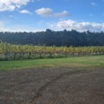 Cruise Ship - Wine Shore Excursion - Hobart - Exploring the Tasmania Wine Shore Excursion in Detail