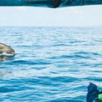 Cruise with Dolphins in Byron Bay - What Travelers Are Saying
