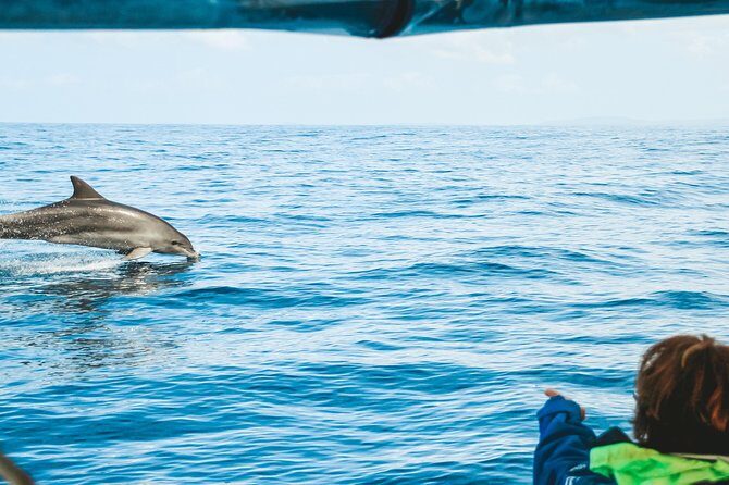 Cruise with Dolphins in Byron Bay - What Travelers Are Saying