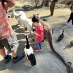 Cuddle a Koala and Historic Hahndorf Tour - What the Reviews Tell Us