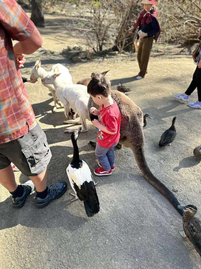 Cuddle a Koala and Historic Hahndorf Tour - What the Reviews Tell Us