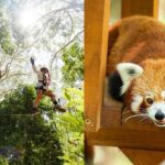 Currumbin Wildlife Sanctuary Pass + The Treetop Challenge - Practical Details