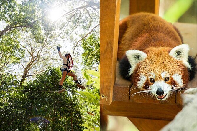 Currumbin Wildlife Sanctuary Pass + The Treetop Challenge - Practical Details