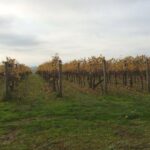 Customized private winery day tour in Mornington Peninsula at your own choices - Why Choose This Tour?