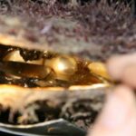 Cygnet Bay Pearl Farm Behind-the-Scenes Tour & Live Harvest - Practical Considerations and Planning Tips