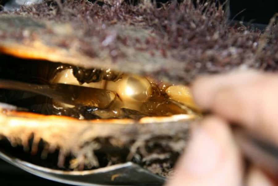 Cygnet Bay Pearl Farm Behind-the-Scenes Tour & Live Harvest - Practical Considerations and Planning Tips