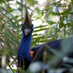 Daintree, Cape Tribulation & River Cruise from Port Douglas - Discovering the Heart of the Daintree: A Deep Dive into the Itinerary