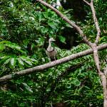 Daintree: Guided Daintree River Wildlife Cruise - Analyzing the Value
