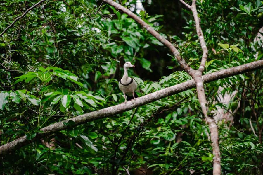 Daintree: Guided Daintree River Wildlife Cruise - Analyzing the Value