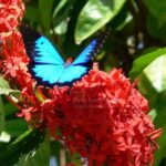 Daintree Rainforest, Mossman Gorge Small-Group from Port Douglas - The Itinerary in Detail