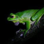 Daintree Rainforest Night Walk in Cape Tribulation - Guides & Personal Experience
