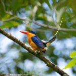 Daintree Rainforest: Waterfall Walk, Swim & Crocodile Cruise - Practical Details and Tips