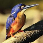 Daintree: River Rainforest Crocodile & Wildlife Cruise (DV) - Final Thoughts