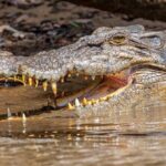 Daintree River 'Sunset' Cruise with the Daintree Boatman - Why This Tour Offers Great Value