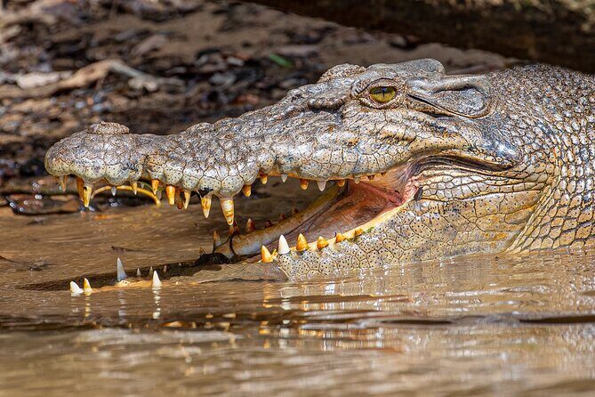 Daintree River 'Sunset' Cruise with the Daintree Boatman - Why This Tour Offers Great Value