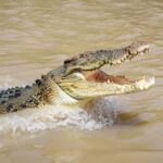 Darwin: Adelaide River Cruises, Jumping Crocodile Experience - Authentic Reviews and What They Say