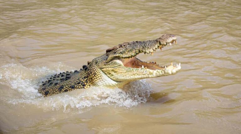 Darwin: Adelaide River Cruises, Jumping Crocodile Experience - Authentic Reviews and What They Say